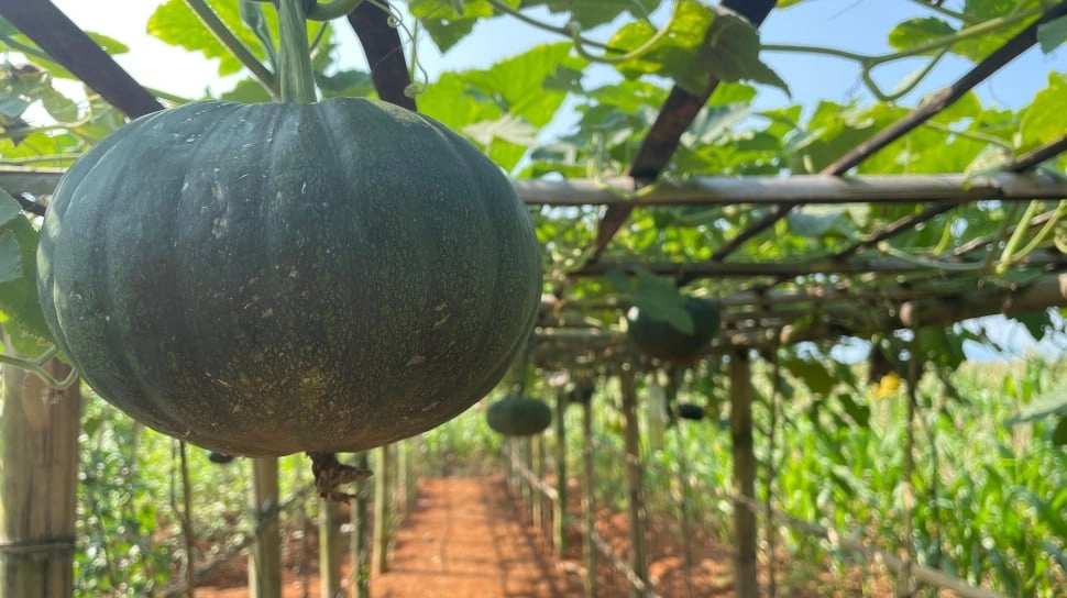 Pundi di Balik Kebun Organik Tegalsari, dari Lahan Mini Jadi Peluang Ekonomi