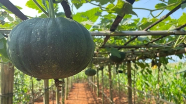 Pundi di Balik Kebun Organik Tegalsari, dari Lahan Mini Jadi Peluang Ekonomi