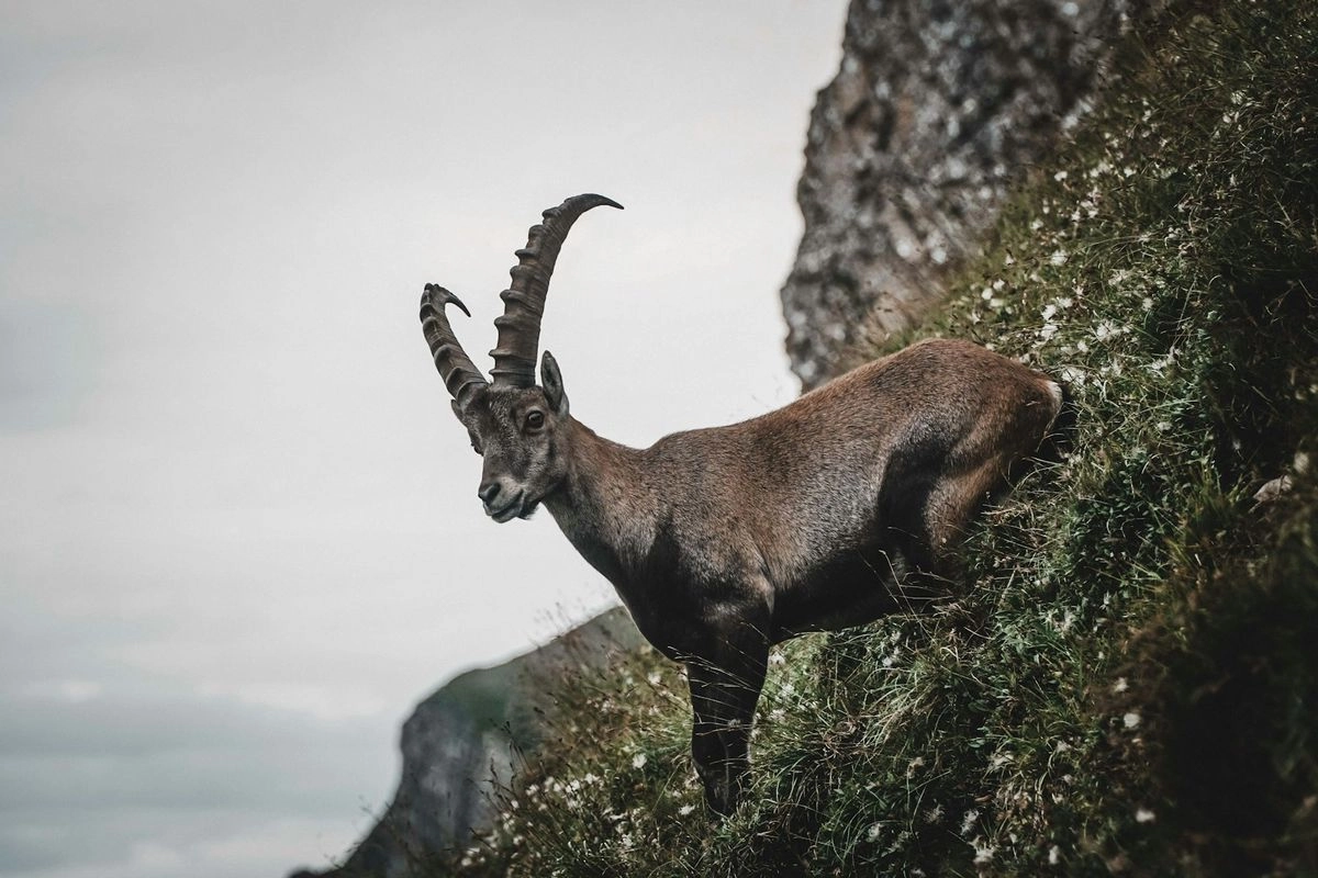 3 Zodiak yang Paling Bijak, Ada Capricorn