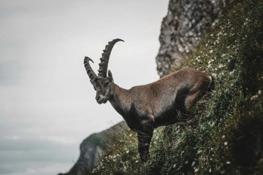 3 Zodiak yang Paling Bijak, Ada Capricorn