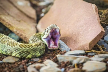 Arti Mimpi Digigit Ular, Pertanda Perubahan dalam Hidup