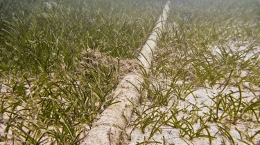 Kabel Laut Google & Meta Lintasi RI: Peluang Emas atau Ancaman Bagi Operator Lokal?