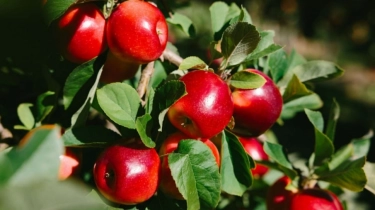 Jadi Camilan Sehat Ala Gen Z, Intip 5 Tips Jitu Memilih Apel untuk Snacking