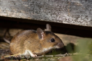 8 Kasus Virus Hanta per 19 Juni di Indonesia, Semuanya Sudah Sembuh