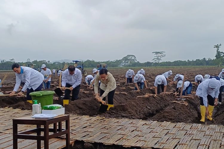 Hujan-hujanan, Gibran Ikut Panen dan Tanam Tebu di Banyuwangi