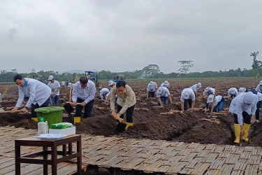 Hujan-hujanan, Gibran Ikut Panen dan Tanam Tebu di Banyuwangi