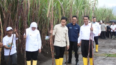 Akselerasi Swasembada Pangan, Wapres Gibran dan Mentan Amran Panen Raya Gula di Banyuwangi