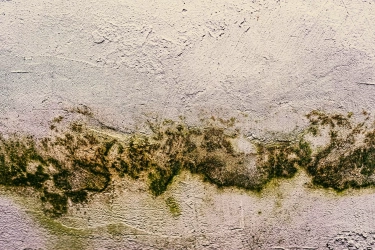 Bahaya Jamur Hitam di Rumah Lembab dan Dampaknya bagi Kesehatan Pernapasan yang Jarang Disadari