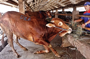 Impor Sapi Tak Lagi Dibatasi, Ekonom Unair: Solusi Instan dari Pemerintah yang Bisa Matikan Peternak Lokal