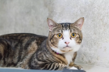 Kecemasan Berulang Bisa Jadi Tanda Awal FIC pada Kucing, Kenali Gejala dan Faktor Pemicunya