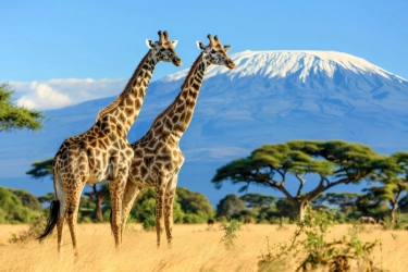 Al Ghazali dan Alyssa Daguise Pilih Bulan Madu ke Afrika, Apa Menariknya?