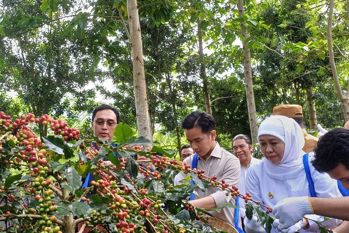 Gibran: Kopi Kita Sudah Mendunia, Harus Dijaga Kualitasnya