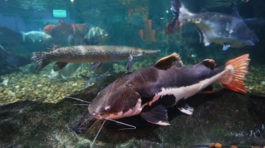 5 Rekomendasi Ikan Hias Awet & Susah Sakit yang Cocok untuk Kolam di Taman Rumah