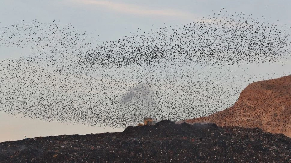 NTB Jadi Jalur Burung Migran Dunia, Seberapa Besar Jadi Peluang Ekowisata?