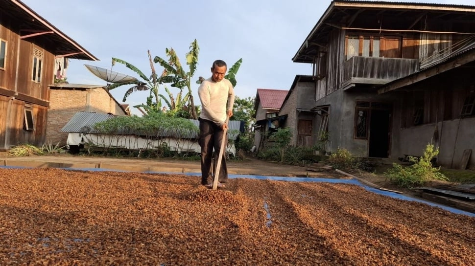 Jadi Produsen Kopi Terbesar ke-4 Dunia, Pemerintah Janji Sejahterakan Petani