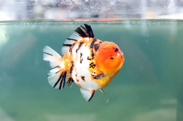 Ikan Maskoki Bawa Renza Lohardjo Mendunia, Dari Kolam Kecil Rumahan hingga Ekspor ke Rusia