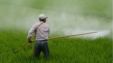 5 Herbisida Murah untuk Membasmi Rumput, Bersihkan Gulma Tuntas Hingga ke Akar