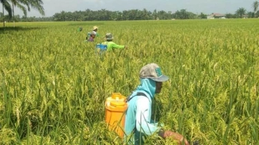 Polusi Batu Bara Rugikan Petani: Hasil Panen Padi dan Gandum Turun Hingga 10 Persen