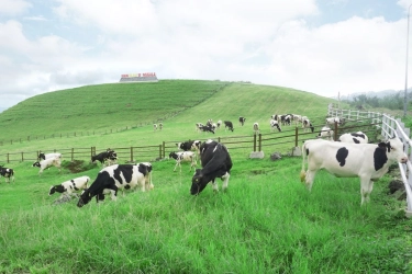 Indonesia Impor 1.573 Ekor Sapi Bunting