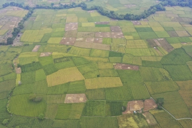 Indonesia Peringkat 4 Produsen Beras Terbesar Dunia Versi FAO
