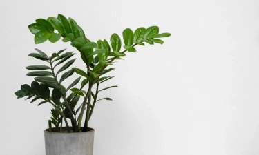 7 Tanaman Hias yang Sempurna untuk Sudut Ruang Tamu supaya Menjadi Lebih Cantik dan Segar