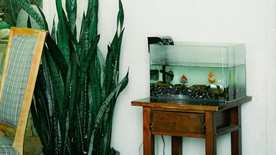 Akuarium Bagusnya Ditaruh di Mana? Ini Posisi Terbaik Menurut Feng Shui, Bisa Bawa Hoki