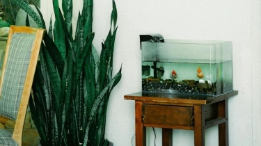 Akuarium Bagusnya Ditaruh di Mana? Ini Posisi Terbaik Menurut Feng Shui, Bisa Bawa Hoki