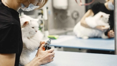 Kementan Kaji Penerapan Label SNI untuk Klinik Hewan