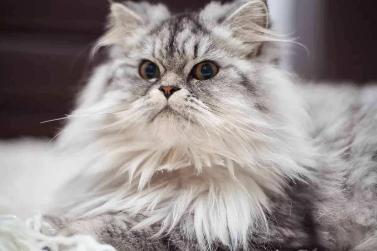 7 Jenis Kucing Paling Menggemaskan yang Cocok Dipelihara di Rumah, Imut Banget!