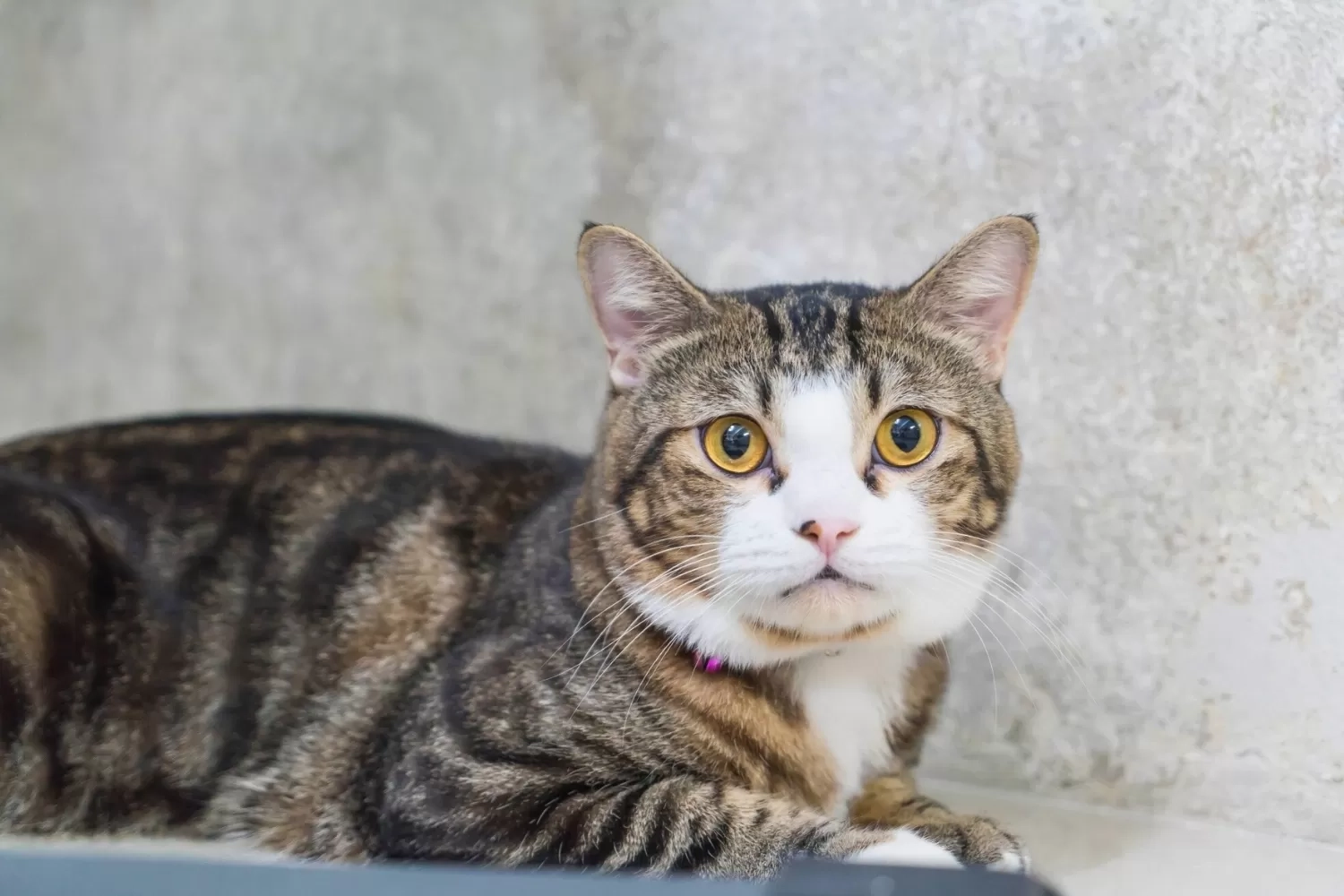 Cara Menghitung Umur Kucing dan Tahapan Perkembangannya, Simak Panduan Lengkapnya di Sini!