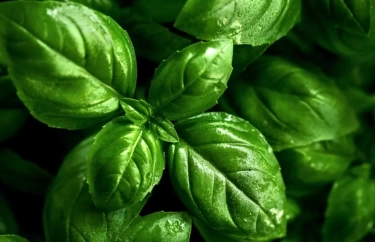 Ini 3 Tanaman Pembawa Rezeki yang Punya Banyak Manfaat, Wajib Ditanam di Rumah!