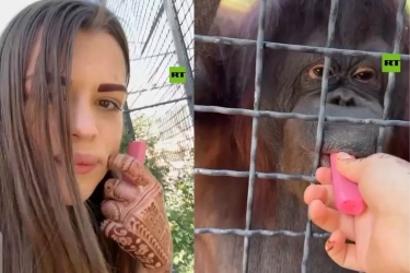 Viral! Petinju Rusia Dikecam Usai Beri Vape ke Orangutan di Kebun Binatang Krimea