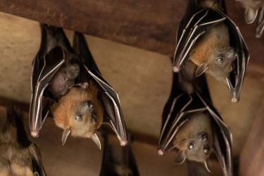 Pakar IPB Peringatkan Penyakit Zoonosis pada Kelelawar yang Berasarang di Rumah