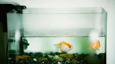 5 Rekomendasi Pompa Air Akuarium Terbaik: Harganya Murah dan Awet