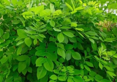 7 Manfaat Daun Katuk, Tanaman Herbal Super yang Bisa Tingkatkan Kekebalan Tubuh