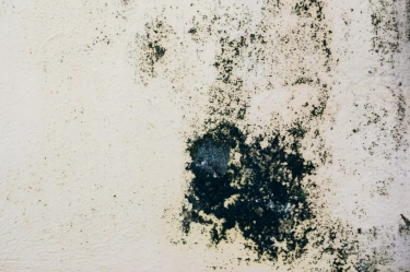 Waspadai Black Mold, Jamur Hitam yang Sering Muncul di Rumah Bisa Memicu Masalah Kesehatan