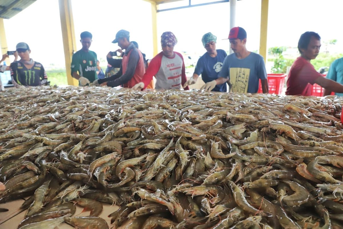 Kata Pemerintah, Ekspor Udang ke AS Tidak Dilarang