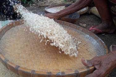 Setahun Prabowo-Gibran: Janji Swasembada Pangan Diuji Realita, Fondasi Mulai Mengakar