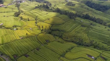 Wisata Alam Bali Tak Hanya Pantai, Inilah 5 Keindahan Sawah Terasering yang Jadi Daya Tarik Wisatawan Dunia