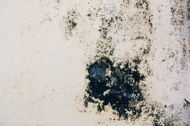 Pernah Melihat Noda Hitam pada Dinding yang Lembap? Waspadai Bahaya Black Mold bagi Kesehatan serta Cara Mengatasinya