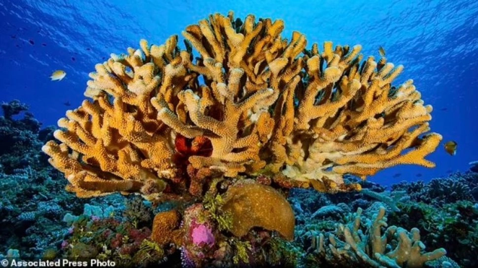 84 Persen Terumbu Karang Dunia Sudah Memutih, Ilmuwan: Waktu Kita Hampir Habis