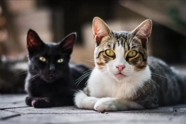 Populasi Kucing di Siprus Meledak! Pemerintah Panik Jumlah Kucing Liar Hampir Setara Penduduk Satu Negara