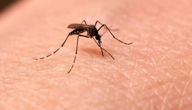 Mengapa Gigitan Nyamuk Bikin Gatal dan Bengkak? Pahami Penyebab dan Cara Mencegahnya