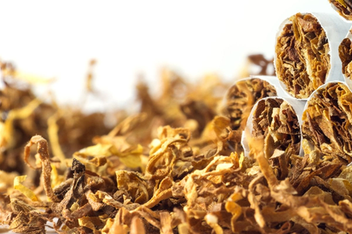 Negara Hidup dari Asap: Paradoks Ekonomi Rokok Indonesia