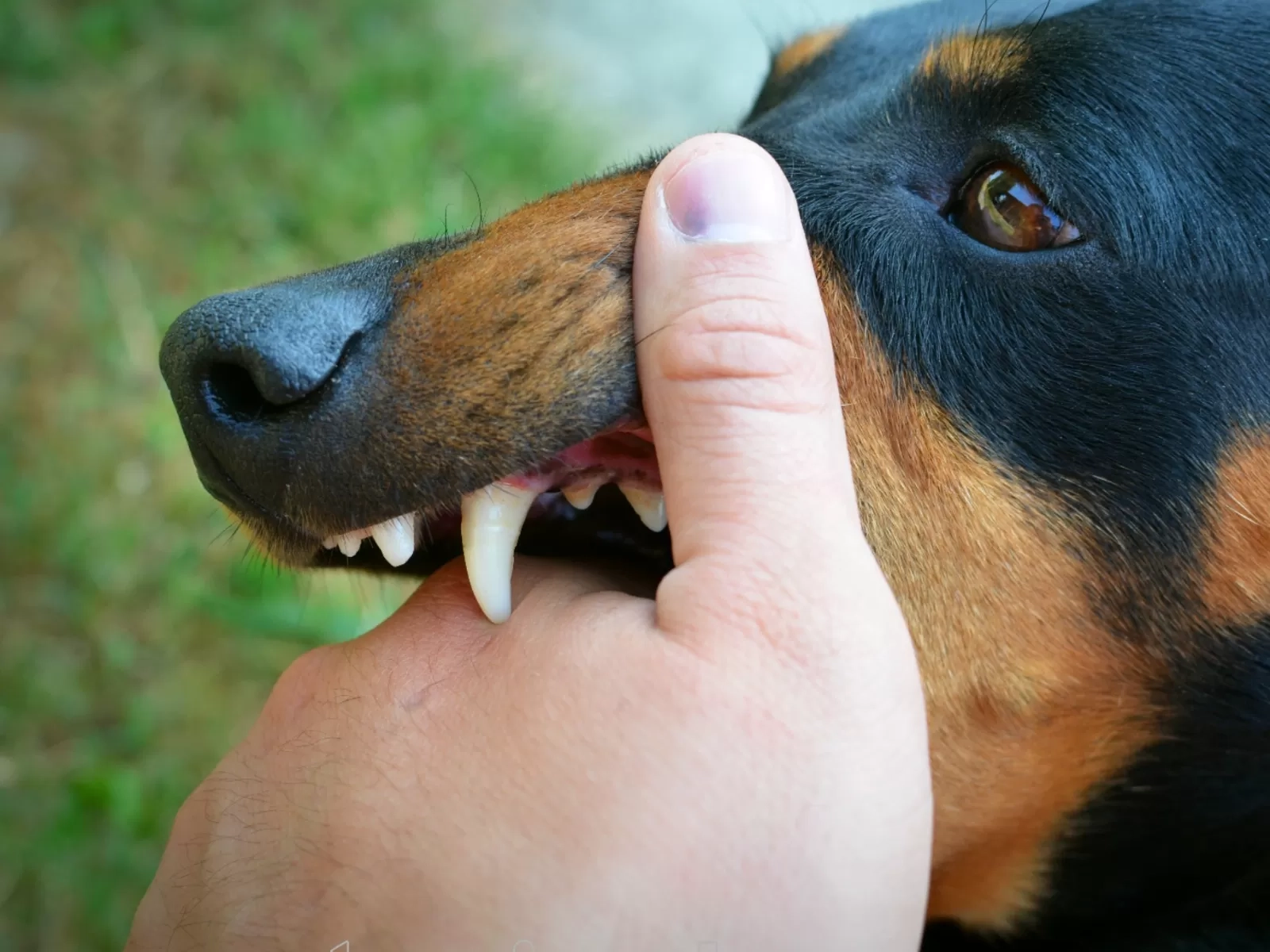 Rabies: Penyakit Mematikan yang Ternyata Bisa Dicegah Asal Tahu 4 Kunci Antisipasi Ini
