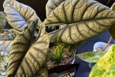 Corak Setiap Lembar Daunnya Unik Layaknya Lukisan Tangan, Alocasia Sedang Jadi Tren di Kolektor Tanaman Hias