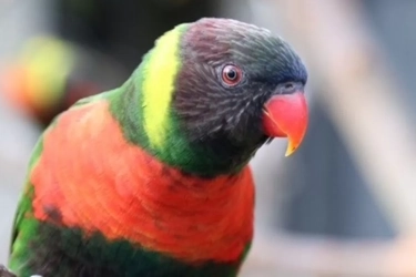 Di Alam Liar Tinggal 50 Ekor, Puluhan Burung Perkici Dada Merah Dipulangkan dari Inggris