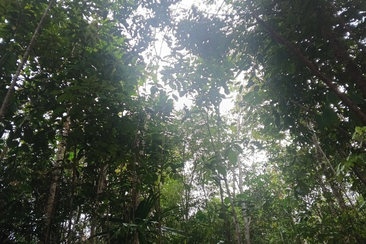 Potensi Ratusan Triliun, Purbaya dan Raja Antoni Sepakat Genjot Penerimaan Negara dari Hutan