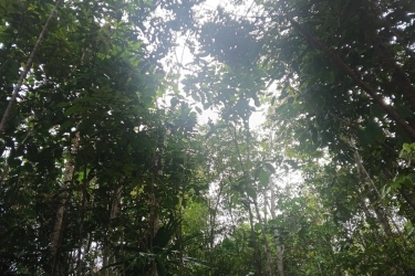 Potensi Ratusan Triliun, Purbaya dan Raja Antoni Sepakat Genjot Penerimaan Negara dari Hutan