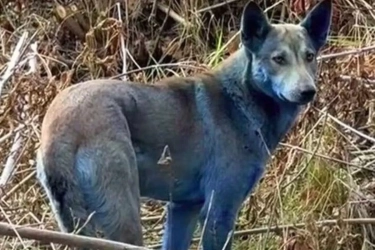 Bulu Anjing Chernobyl Berwarna Biru Bukan Hoax! Ilmuwan Duga Penyebabnya dari Paparan Kimia dan Mutasi Genetik